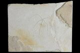 Cretaceous Brittle Star (Geocoma) Fossil - Lebanon #106184-1